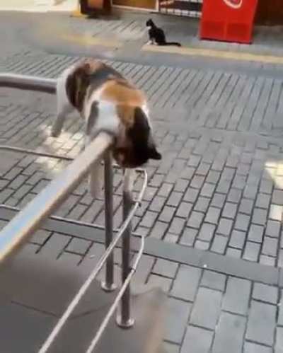 Unsure if 'laziest cat ever' or 'living his best life..."
