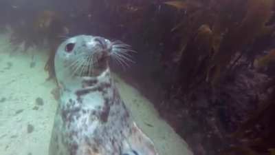 ? Friendly Seal gets some belly rubbs