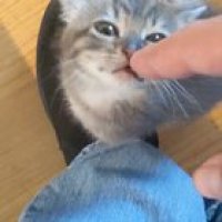 Better, smoller kitten squeaks