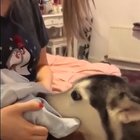 Husky good boy helping mum look after a new born