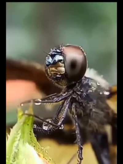 ? Dragonfly wiping water droplets off it's face