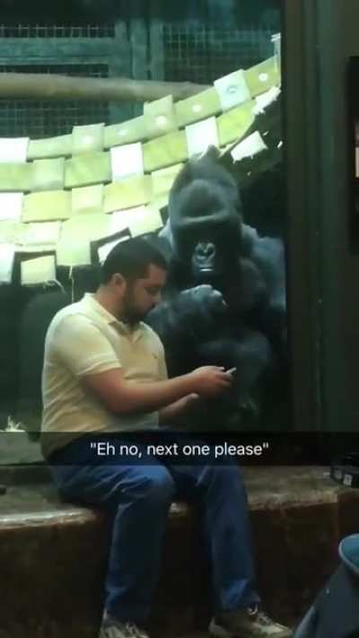 Dude was showing the gorilla pictures of female gorillas and he for real is like "next one please"