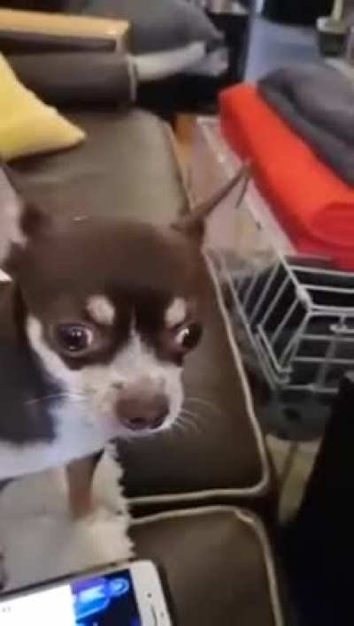 My dog singing star wars ? (OC)