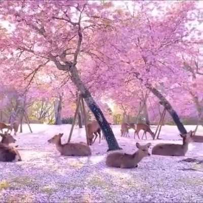 ?Deers under cherry blossom trees