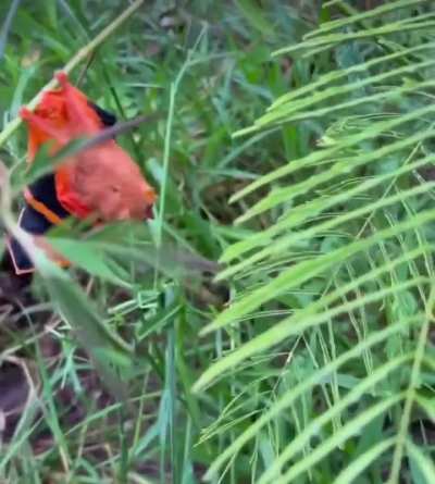 ? The painted bat (Kerivoula picta) or painted wooly bat