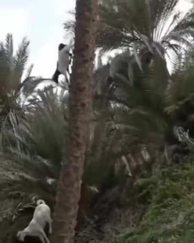 A Goat Descends Vertically Down A Palm Tree.