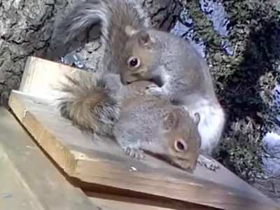 ? Squirrel spa ?