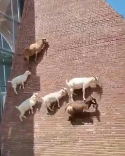 ? The ability of these goats to scale such a sheer wall is mindblowing every time I see it.