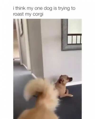 Pupper being slick ??