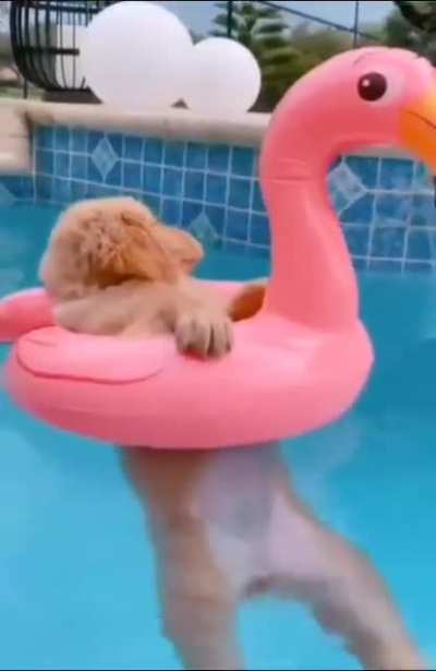 this dog has a better weekend than me ?