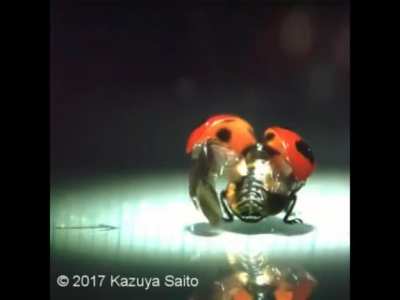 ? A lady bug unfurling its wings.