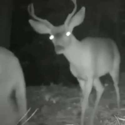 ? A Lion and a Deer walk together