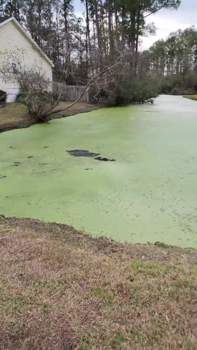 ?wife and I saw wild otters this morning ?