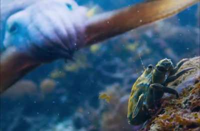 Cuttlefish amaze me how they hypnotize crabs ?‍?