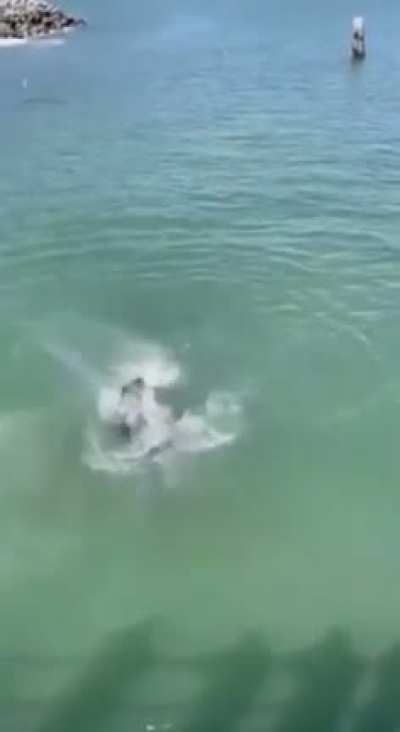 ? Sea Lion ripping off a Seagull’s head for stealing its food