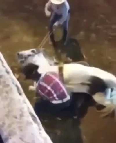 poor horse
