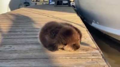 Baby Otter Rolls Down Wooden Dock to Its Mother