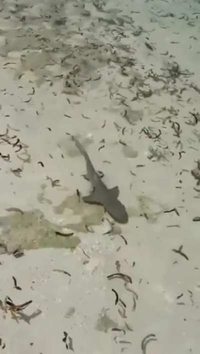 Just keep swimming...