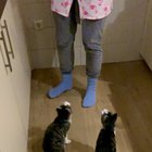 Our cats (Pim and Pom) LOVE tomato and corn!! They even do tricks by themselves for it while I’m cooking ?