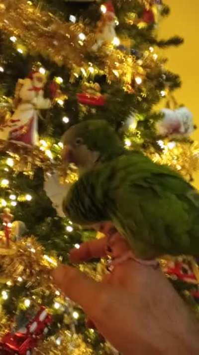 LoverBirbs