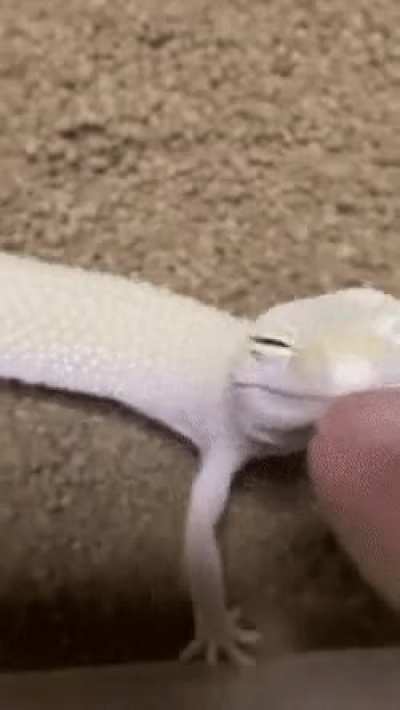 funny lizard!