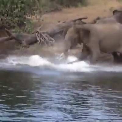 ? Don't mess with mother elephant