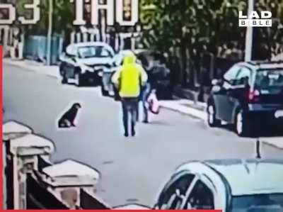 Stray dog defends woman from a mugger
