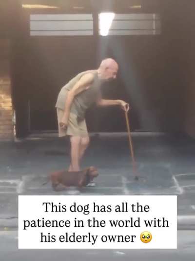 Man's best friend ?