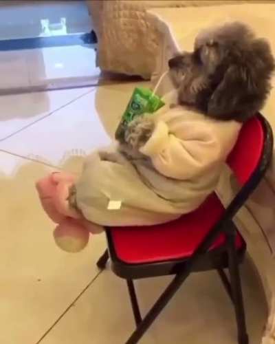 animals vibing
