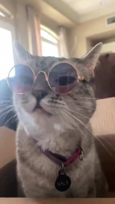 let's pawty! ?