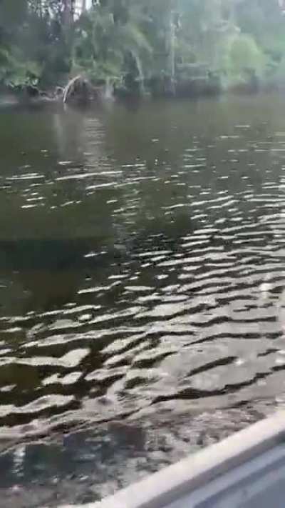 That's a weird looking dolphin