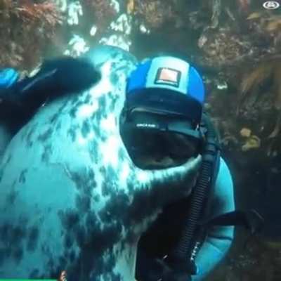 ? A seal interacting with a diver