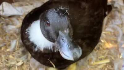 Less than 24 hours old, Poppy the duck hatched 4 new ducklings ??