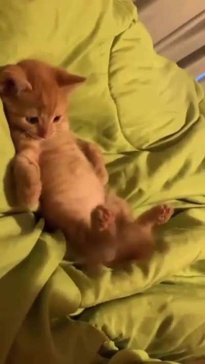 Jersey, for now - which is exploring the world around him, including his tail ?