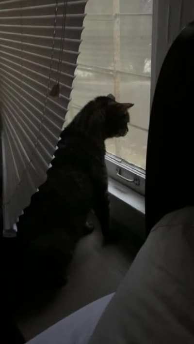 Guard Cat is NOT having it with our morning guest. ?