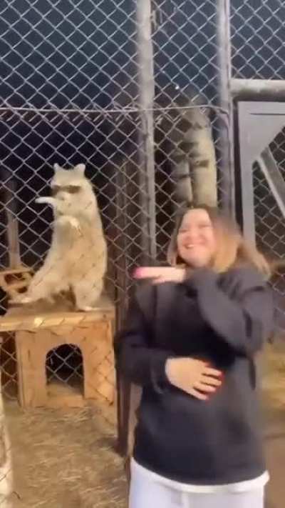 Raccoon vibin'