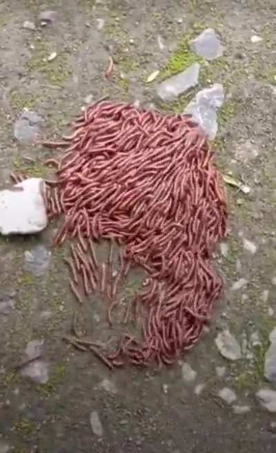 ? Ground Beef escaping the restaurant ?