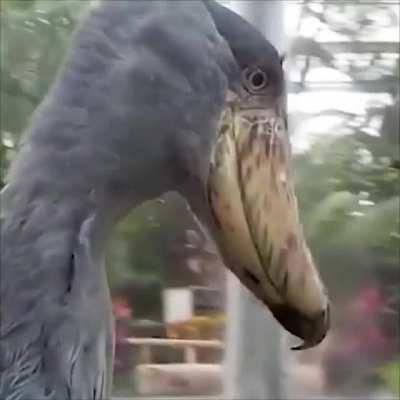 [SOUND ON ?] Shoebill stork makes strange bill-clattering, machine-gun noise as a greeting.