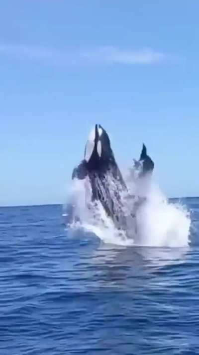 ? Orca sideswipes a dolphin mid-air off Baja California Sur, Mexico