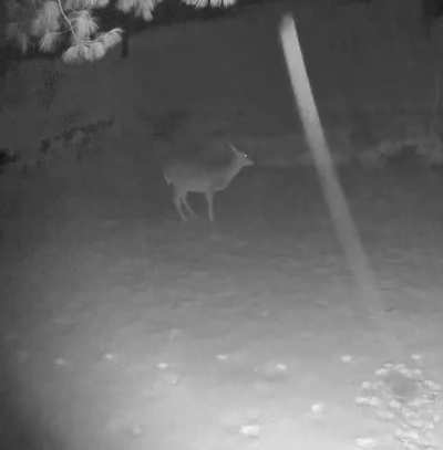 Just your average deer taking a crap in the snow.