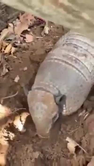 ? Armadillo playing dead in the garden