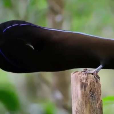 ? black sicklebill display
