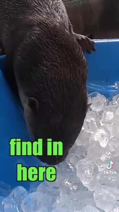 Ice is so good ?