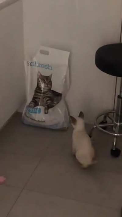 Louie wanting to start a fight with the cat litter ?