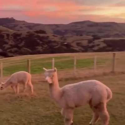 ? Beautiful view with Alpacas in New Zealand ?