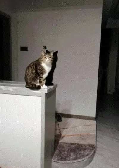 Kitty in the light