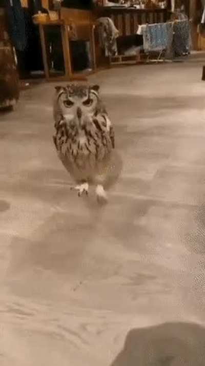 ? An owl showing off it’s surprisingly long legs.