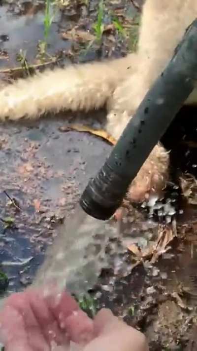 Plumbing? Big deal. Wait...awwwwww!