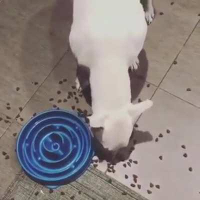 Dog's reaction to a "slow feed" bowl.