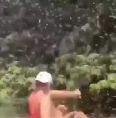 A sworm of bees